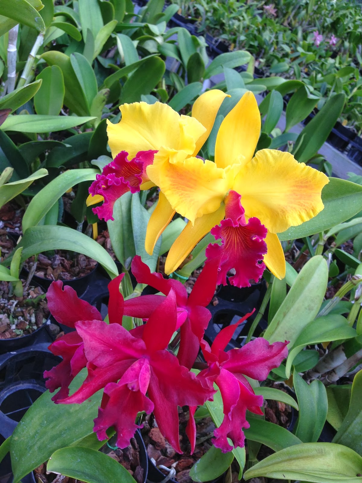 A Diary of an Organic Gardener in the Philippines Fragrant Hawaiian